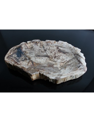 Fossiles Holz - Schalen - Extra