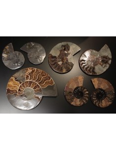 Ammoniten fossil, Partie