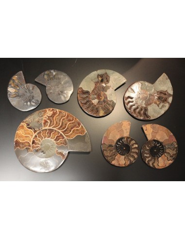 Ammoniten fossil, Partie