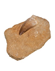 Fossiler Saurier-Zahn...