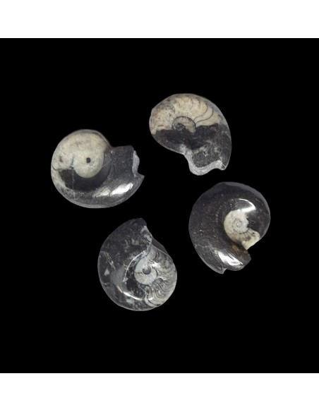 Goniatit Ammonit Fossilien ca. 5 bis 7 cm Marokko