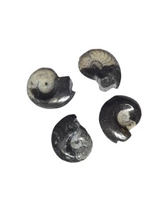 Goniatit Ammonit Fossilien ca. 5 bis 7 cm Marokko