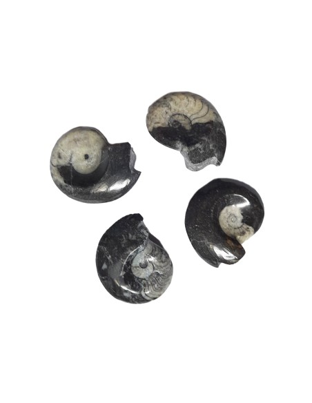 Goniatit gebohrt Ammonit Fossilien ca. 3 bis 5 cm Marokko