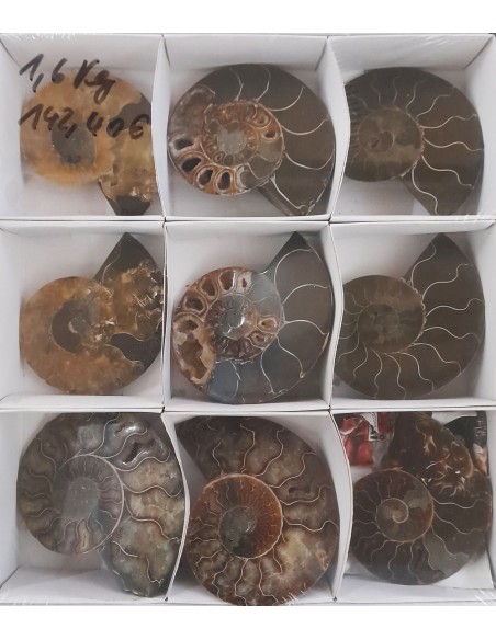 Ammoniten, Fossilien VPE 5 offene Paare
1,6 kg
Madagaskar