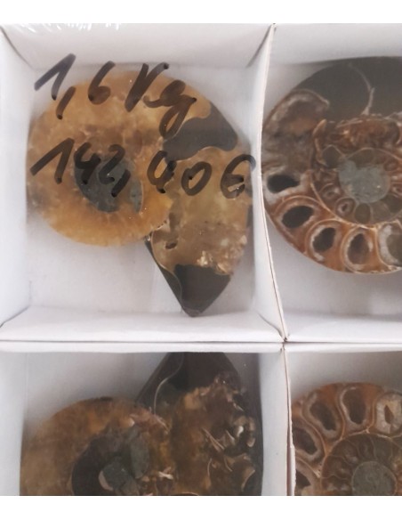 Ammoniten, Fossilien VPE 5 offene Paare
1,6 kg
Madagaskar