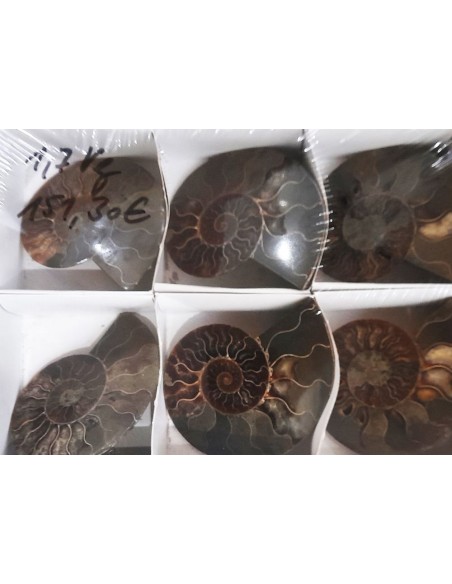 Ammoniten , Fossilien VPE 5 offene Paare
1,7 kg
Madagaskar
