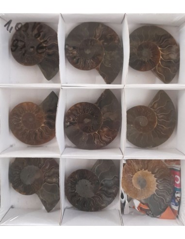 Ammoniten, Fossilien VPE 5 offene Paare
1,09 kg
Madagaskar