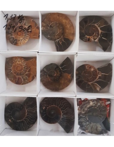 Ammoniten, Fossilien VPE 5 offene Paare
1,37 kg
Madagaskar