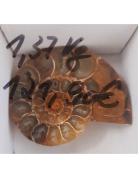 Ammoniten, Fossilien VPE 5 offene Paare
1,37 kg
Madagaskar