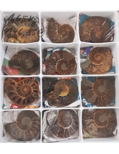Ammoniten, Fossilien VPE 12 offene Paare
1,65 kg
Madagaskar