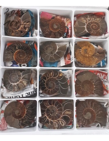Ammoniten, Fossilien VPE 12 offene Paare
2 kg
Madagaskar