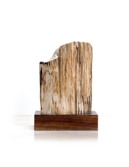 Fossiles Holz - polierte Stücke mit Holzsockel