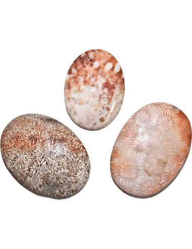 Cabochon Fossile Koralle / Fossiles Holz