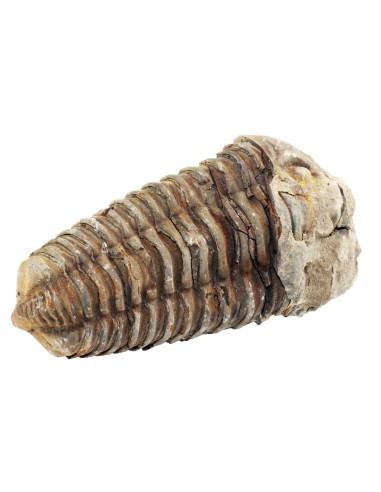 Trilobit fossil