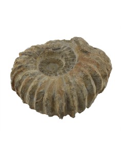 Ammoniten Newboldiceras