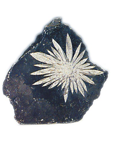 Chrysantheum, mit Standfläche